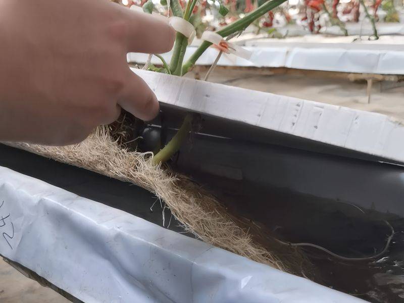Landless vegetable cultivation techniques