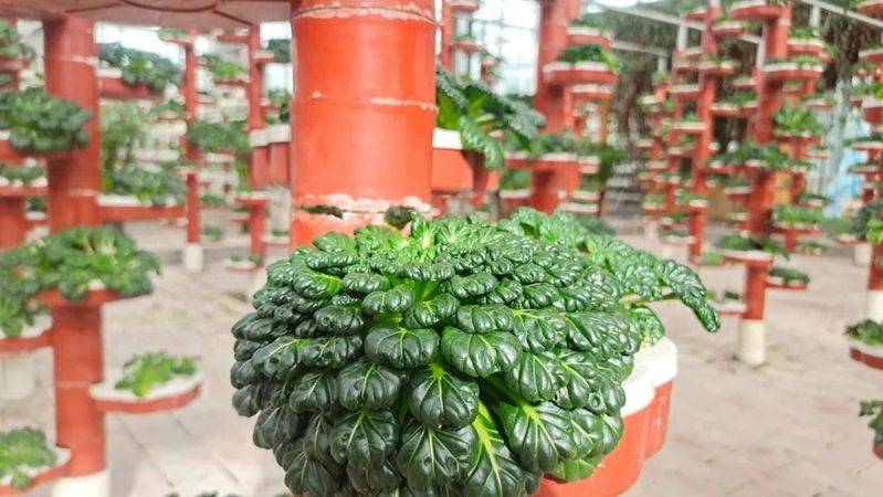 Landless vegetable cultivation techniques