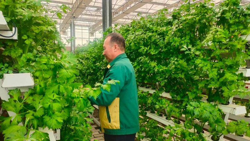 Landless vegetable cultivation techniques