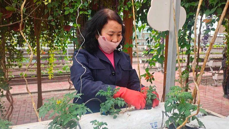 Landless vegetable cultivation techniques