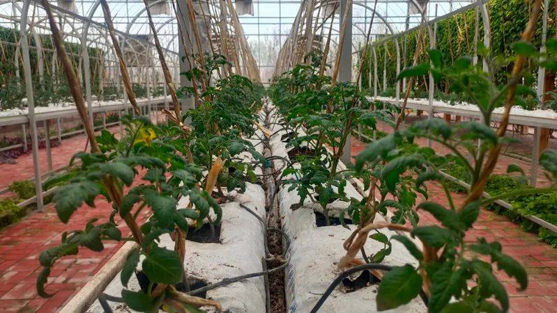 Landless vegetable cultivation techniques
