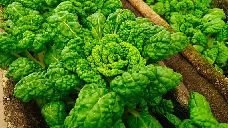 Landless vegetable cultivation techniques