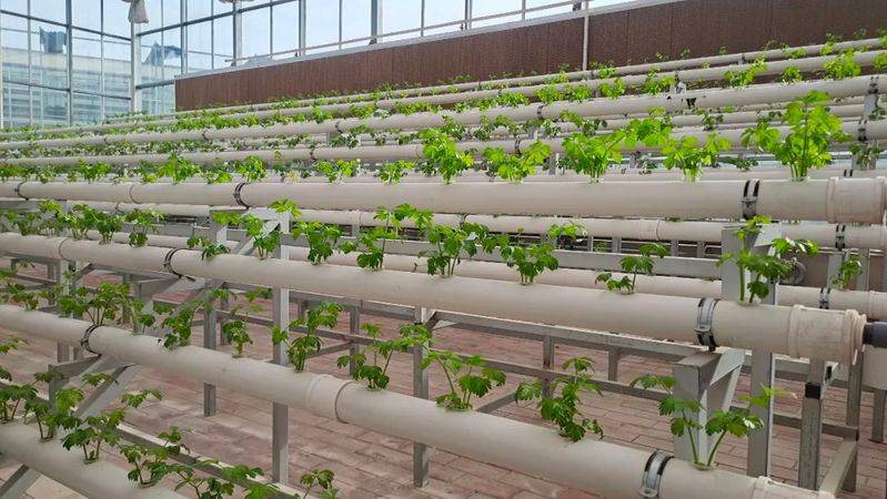 Landless vegetable cultivation techniques