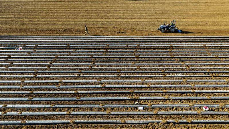 小麦种植技术与管理