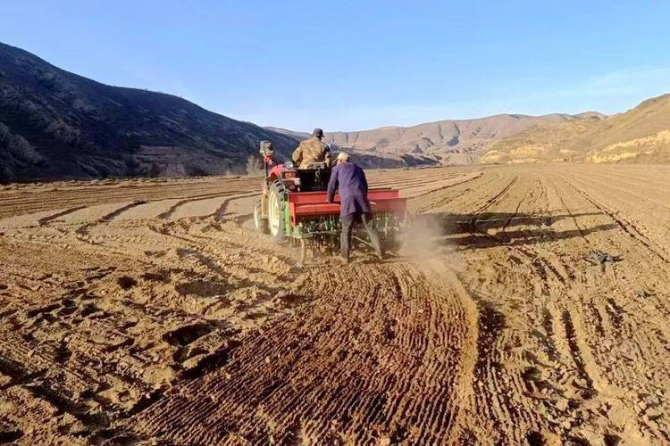 小麦种植技术与管理