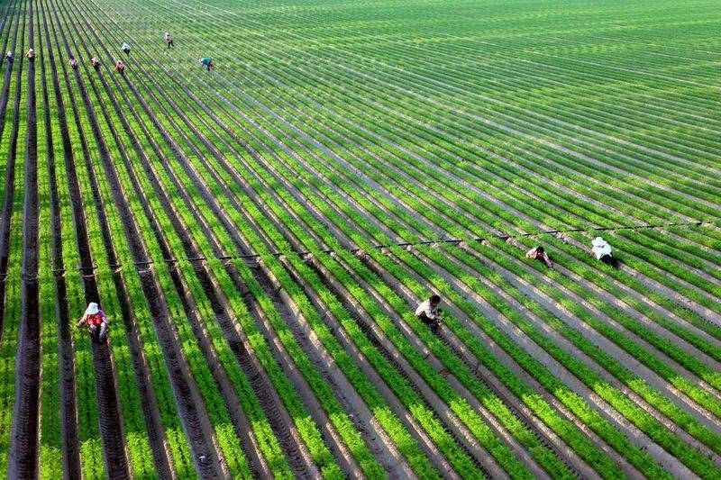 小麦种植技术与管理