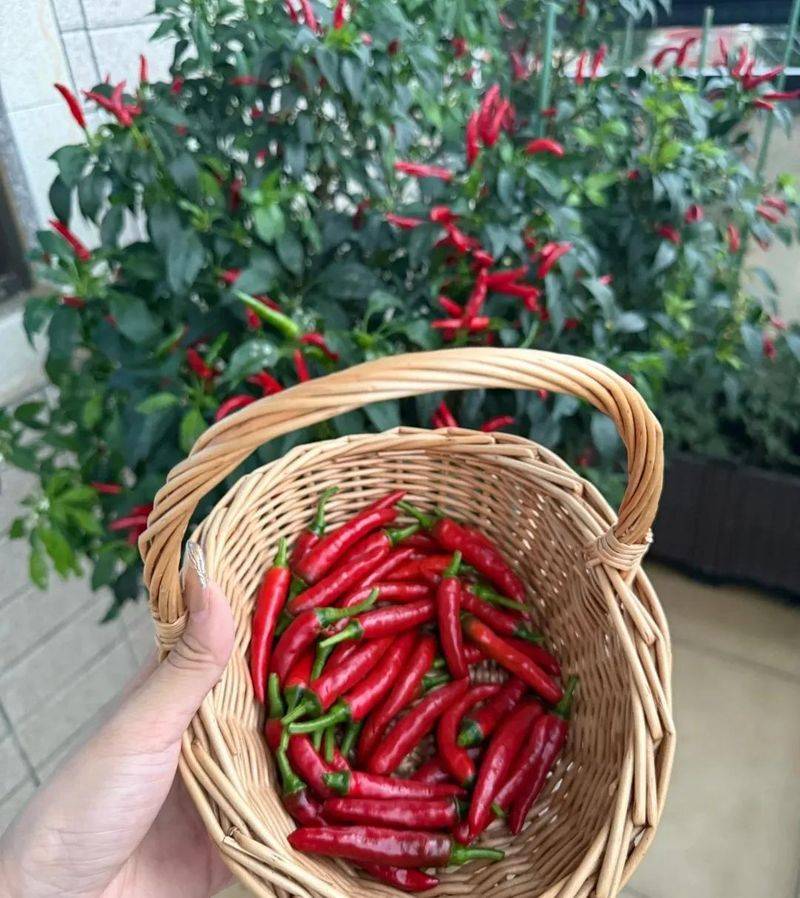 Small green gardening techniques