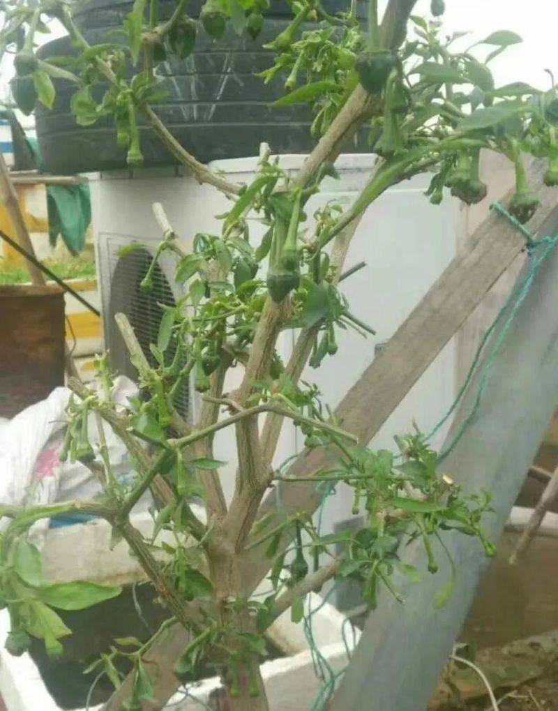 Small green gardening techniques