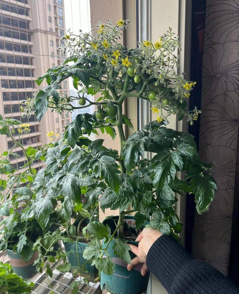 Small green gardening techniques