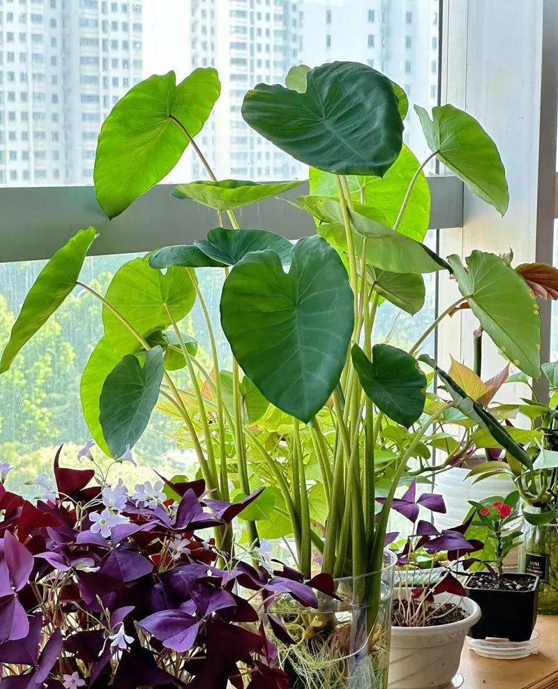 Small green gardening techniques