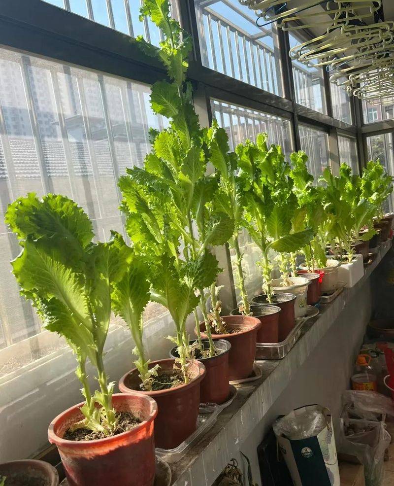 Small green gardening techniques