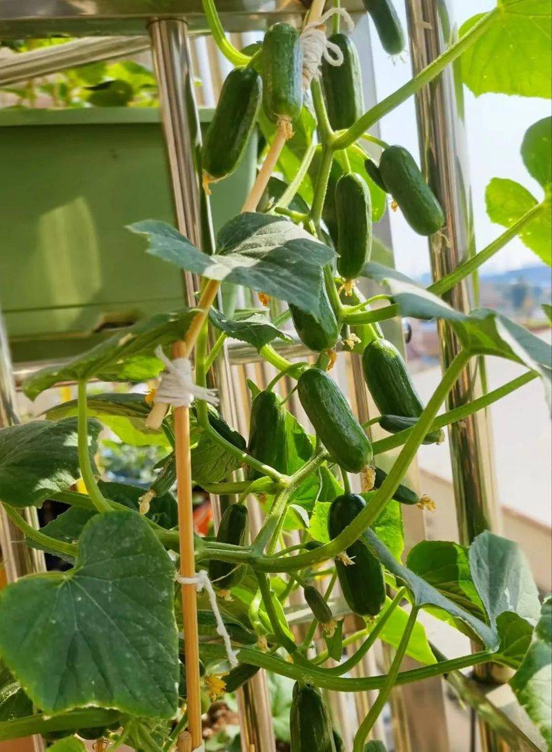 Small green gardening techniques