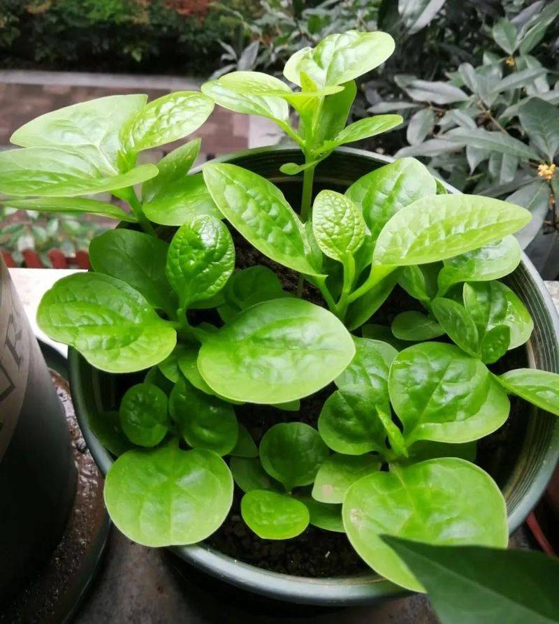 Small green gardening techniques