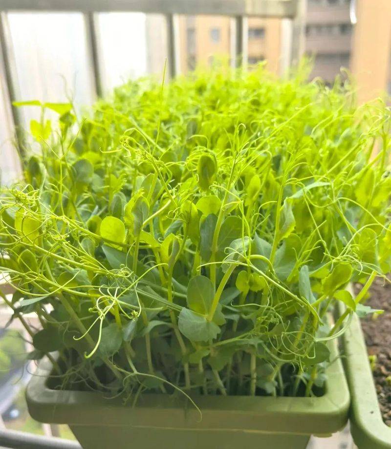 Small green gardening techniques