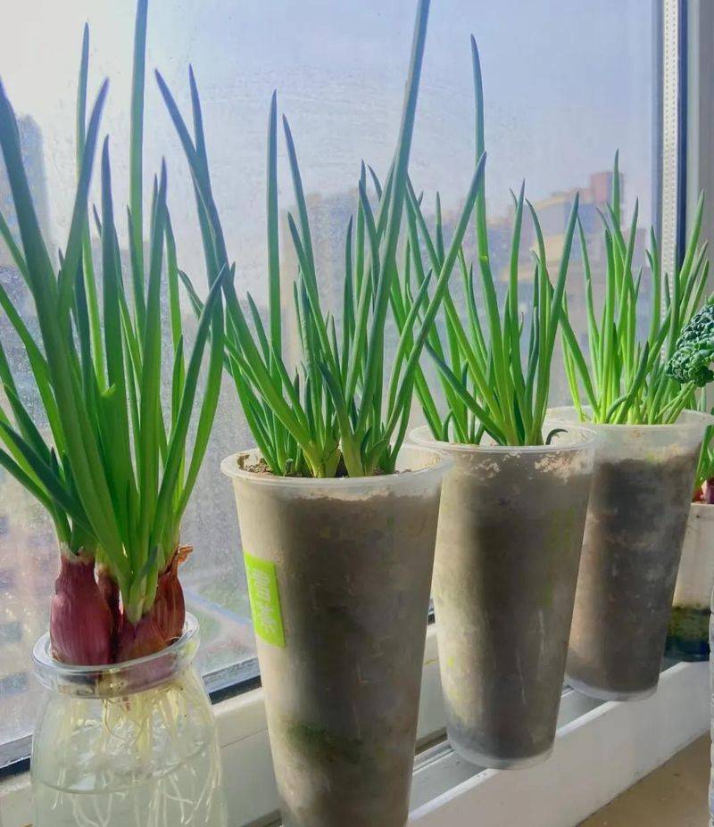 Small green gardening techniques