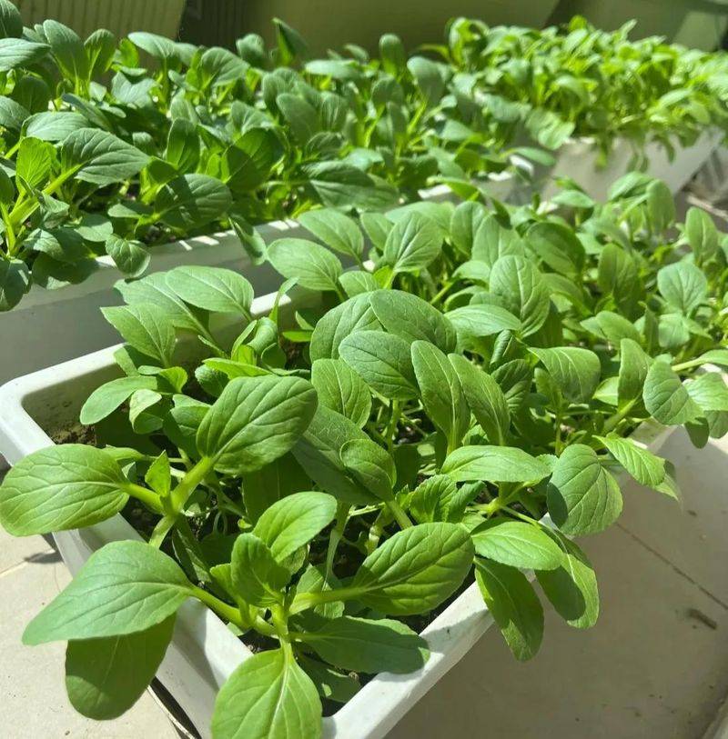 Small green gardening techniques