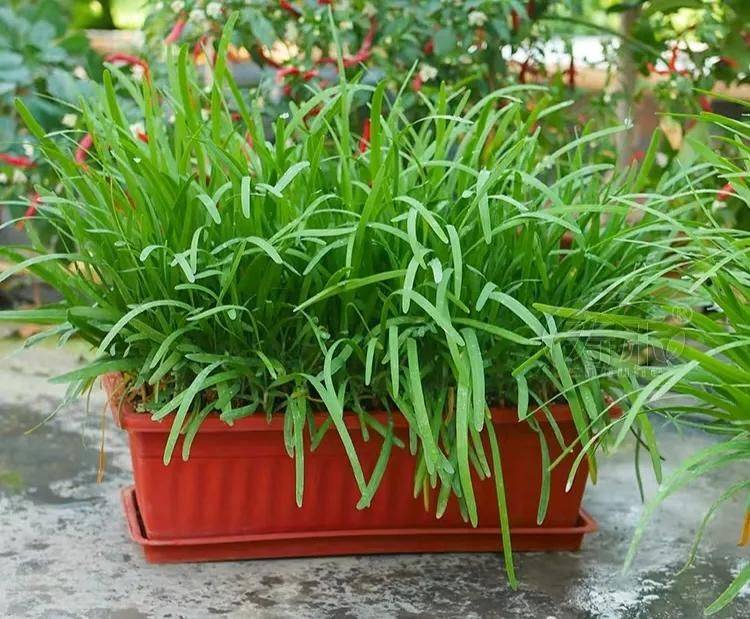 Small green gardening techniques