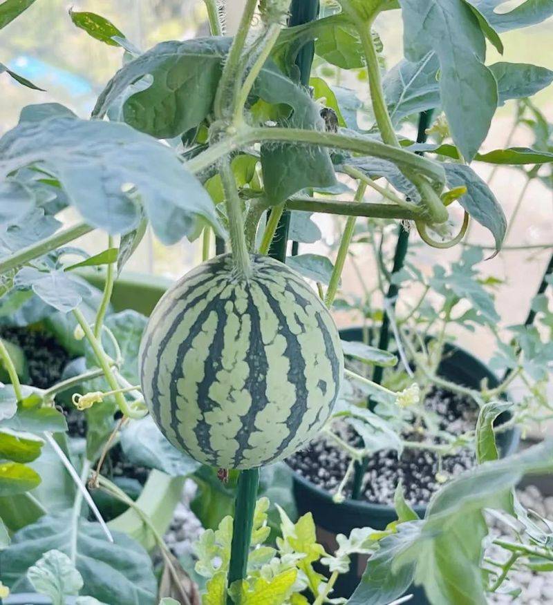 Small green gardening techniques