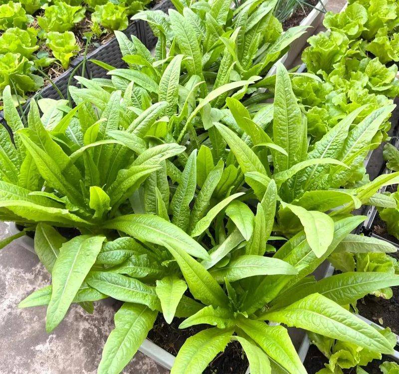 Small green gardening techniques