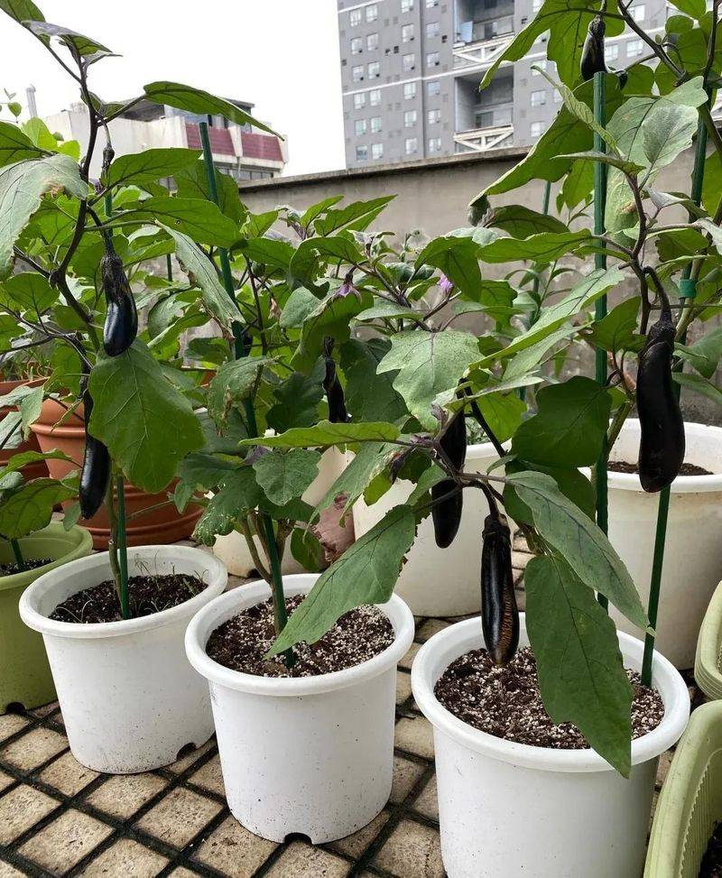 Small green gardening techniques