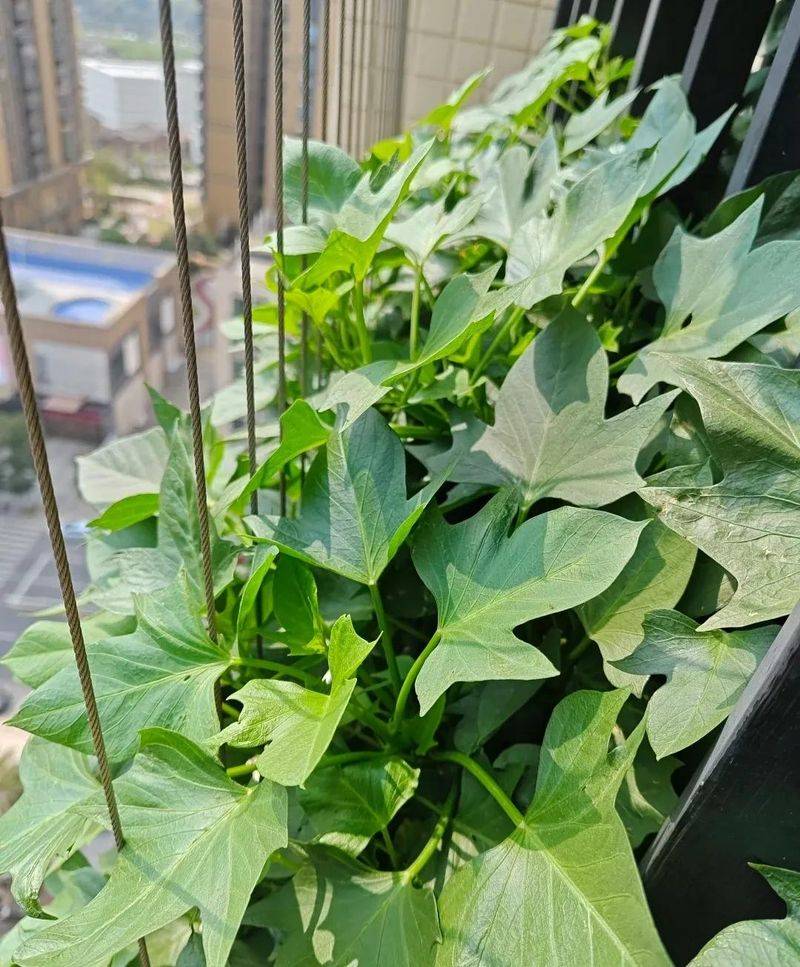 Small green gardening techniques