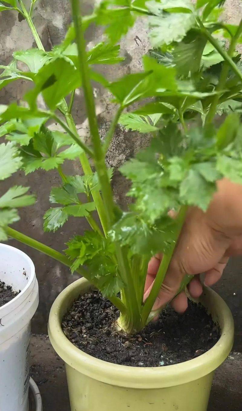 Small green gardening techniques