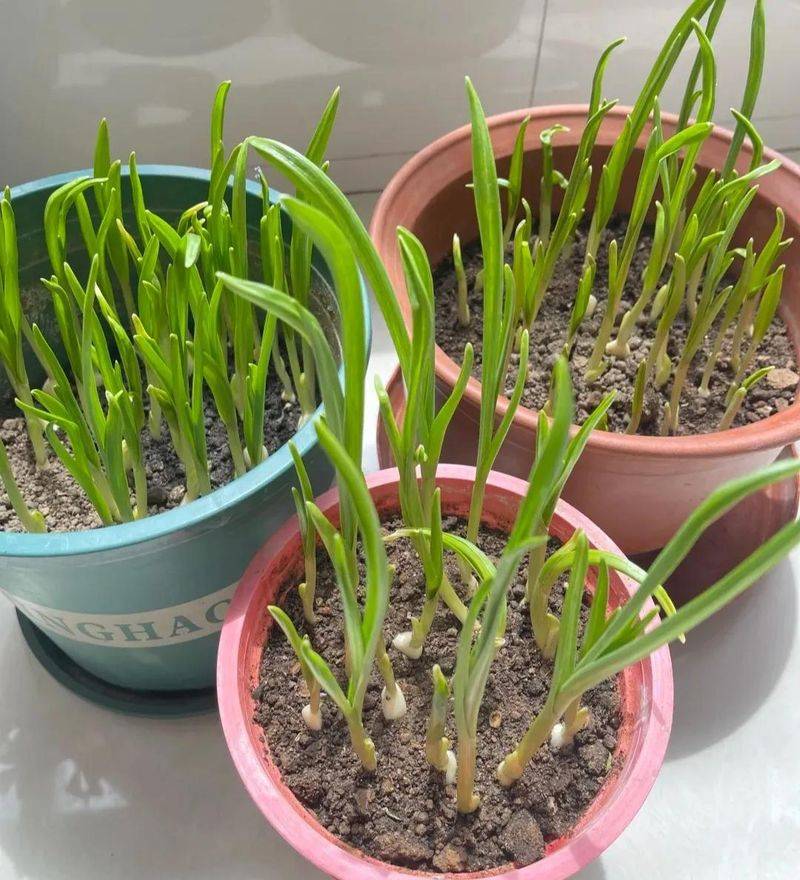 Small green gardening techniques