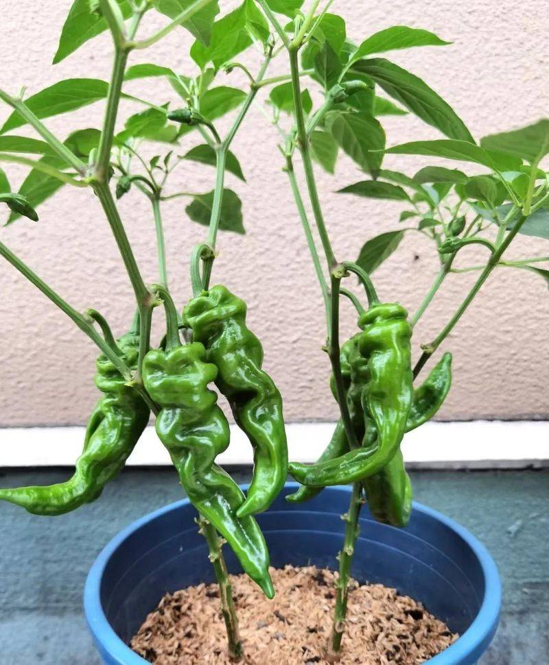 Small green gardening techniques