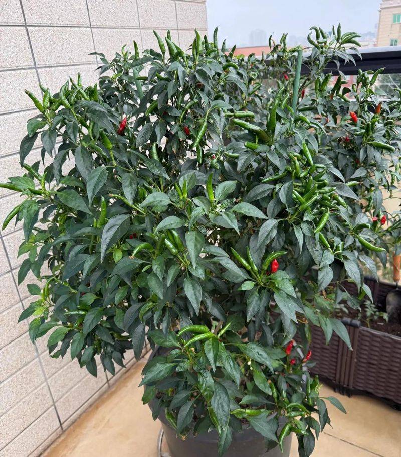 Small green gardening techniques