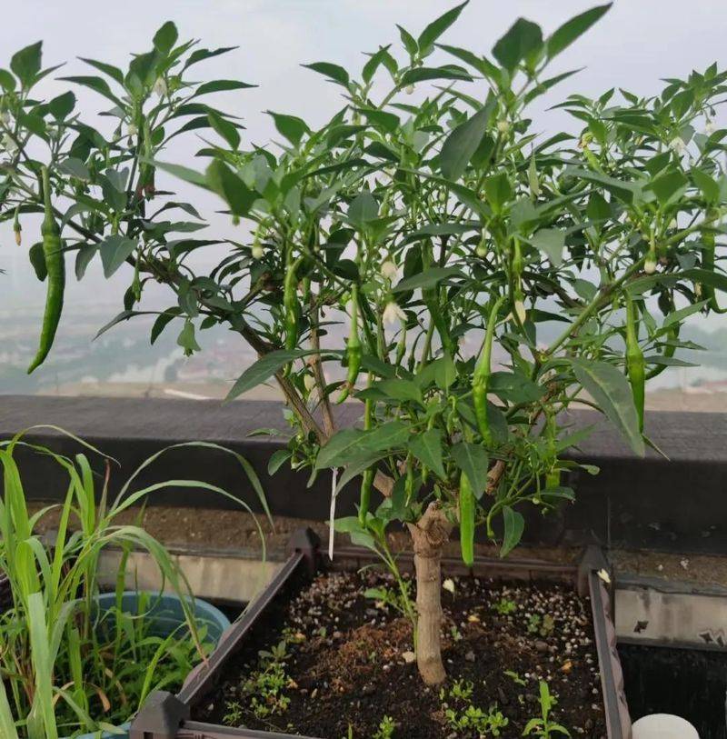 Small green gardening techniques