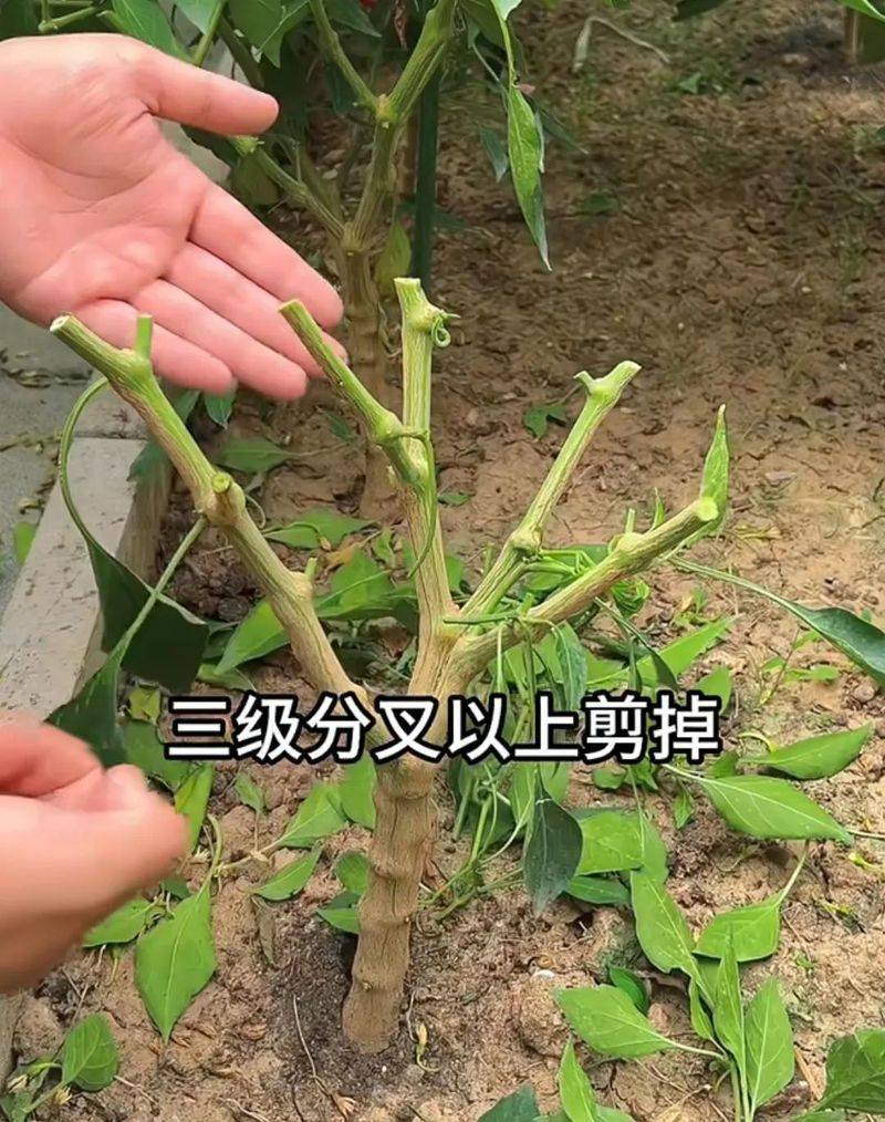 Small green gardening techniques