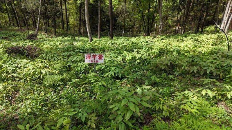 Northern weed cultivation techniques