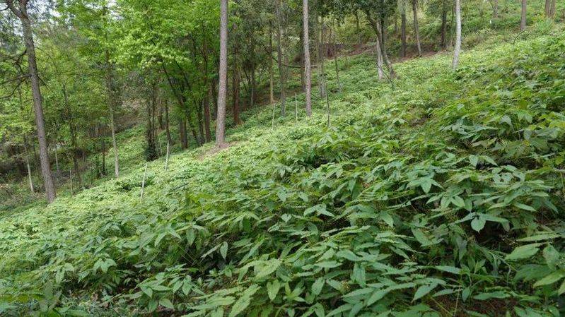 Northern weed cultivation techniques