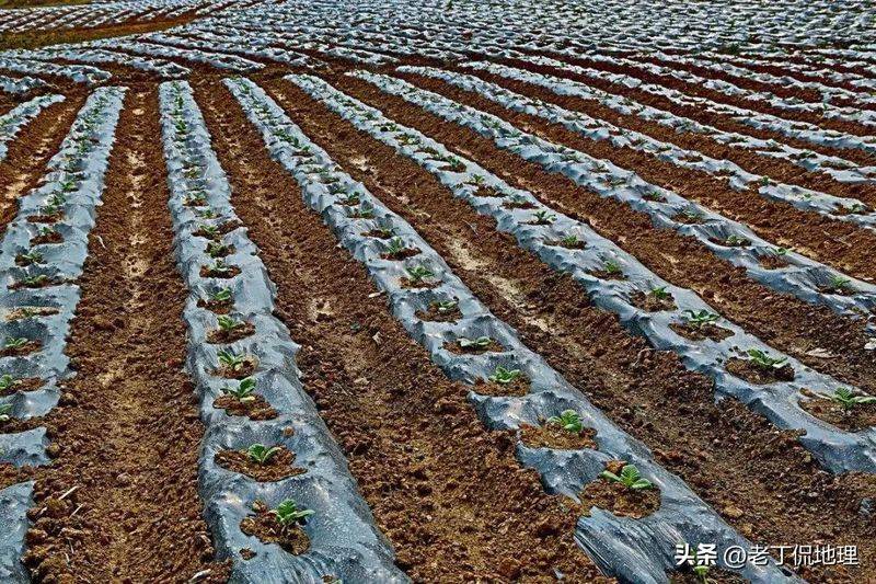 地膜种植技术