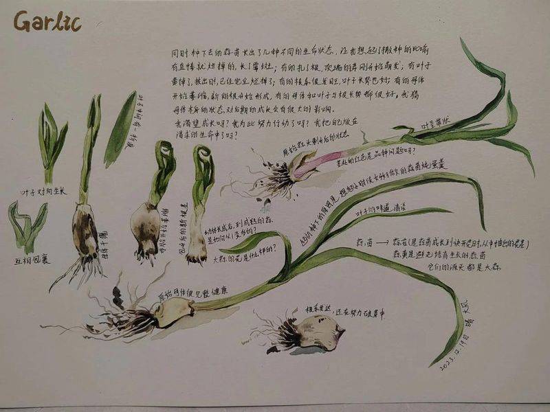 大蒜苗的种植技术