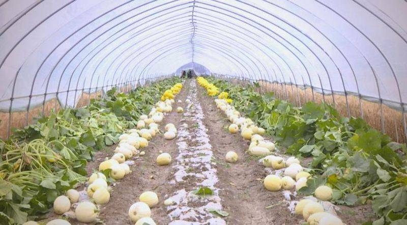 大棚草莓种植技术与管理