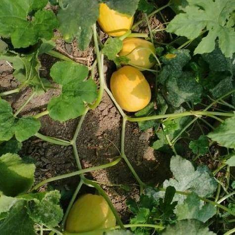 大棚草莓种植技术与管理