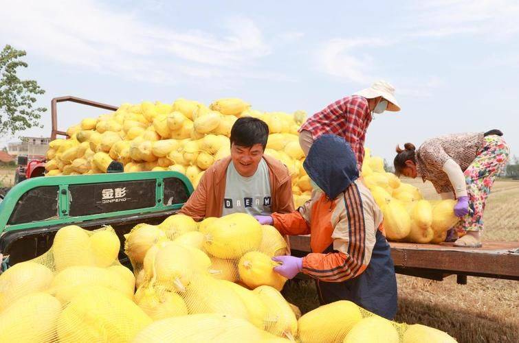 大棚草莓种植技术与管理