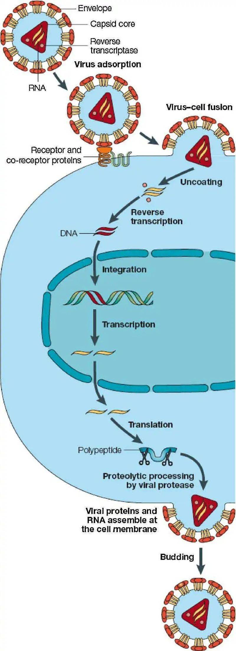 学校预防艾滋病健康教育基本知识问答