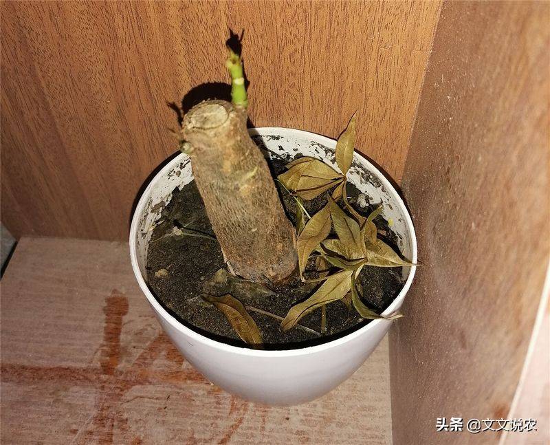 剑兰的种植方法