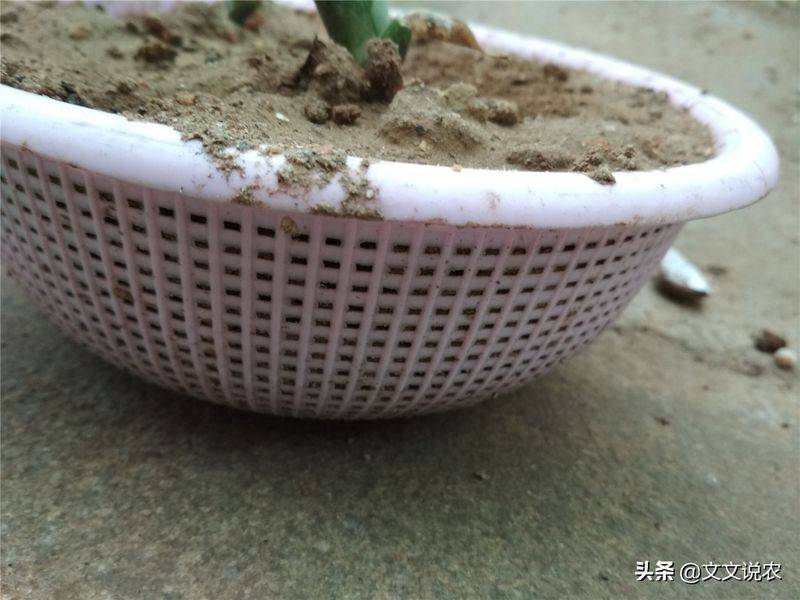剑兰的种植方法