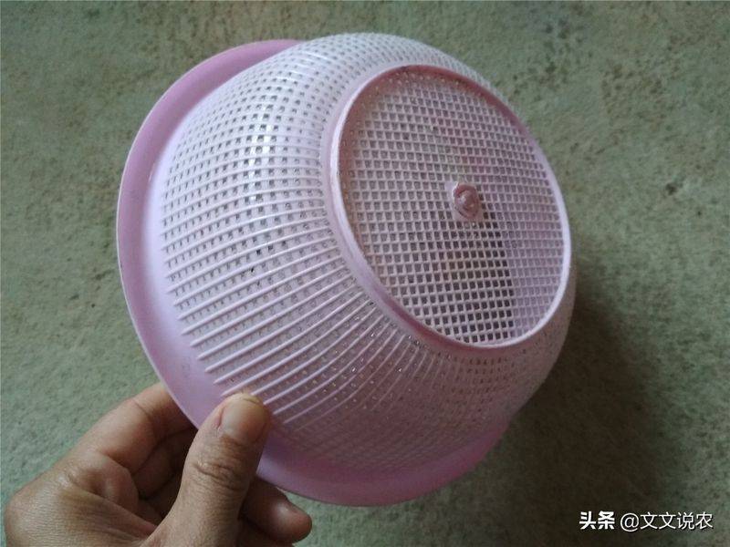 剑兰的种植方法