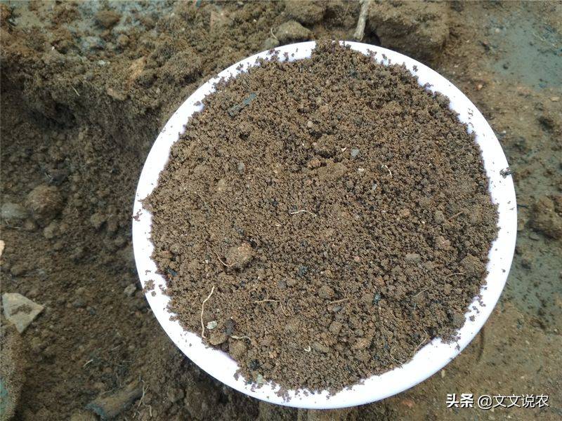 剑兰的种植方法