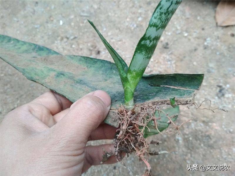 剑兰的种植方法