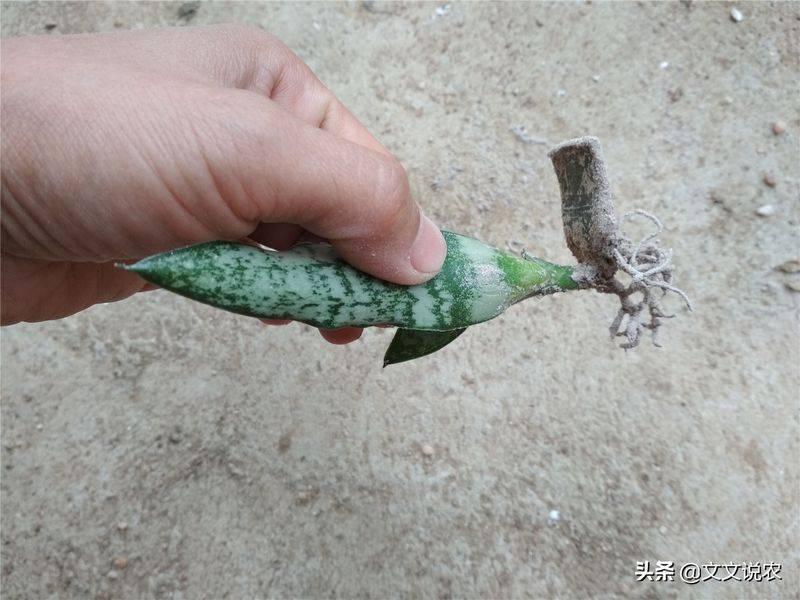 剑兰的种植方法