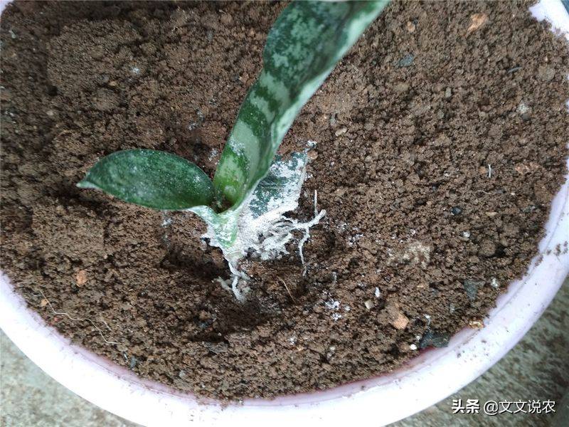 剑兰的种植方法