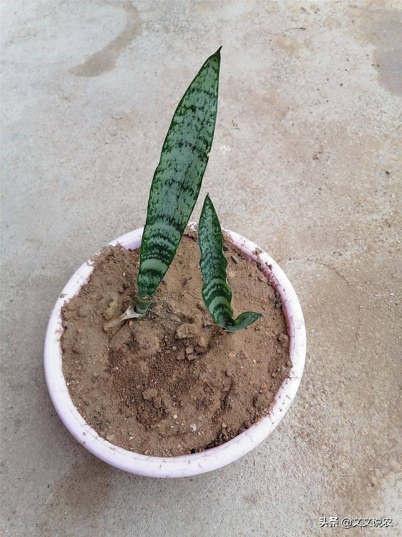 剑兰的种植方法