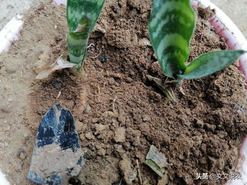 剑兰的种植方法