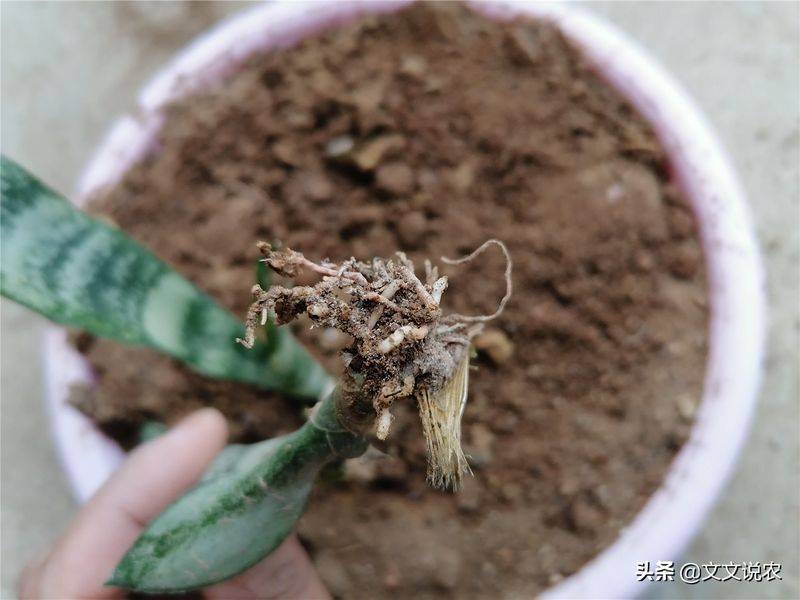 剑兰的种植方法