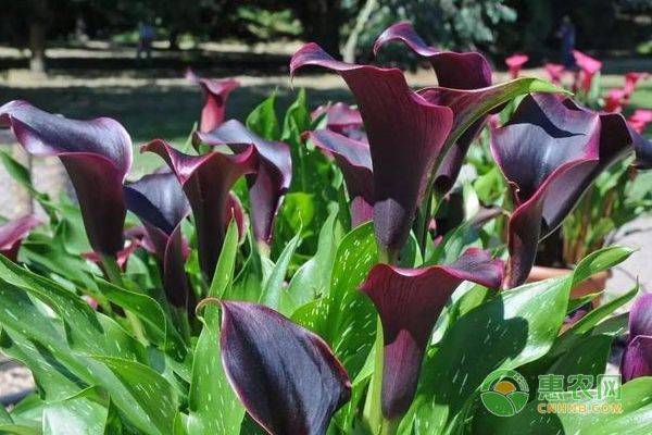 马蹄莲种球种植方法